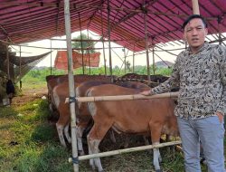Berburu Hewan Kurban di Bekasi Jadi Lebih Hemat dengan Promo ‘Early Bird’ April