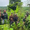 Melalui Patroli Keamanan Gabungan, Satgas Swasembada Yonif 643/Wns Koops TNI Habema Berhasil Temukan Ladang Ganja