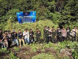Jelang Kemerdekaan, BNN dan Polres Nagan Raya Musnahkan 12 Hektare Ladang Ganja di Aceh