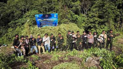 Jelang Kemerdekaan, BNN dan Polres Nagan Raya Musnahkan 12 Hektare Ladang Ganja di Aceh