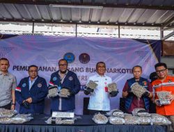 BNN Musnahkan 14,6 Kg Ganja Selundupan WN China di Bandara Soekarno-Hatta