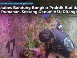 Polrestabes Bandung Bongkar Praktik Budidaya Ganja Rumahan, Seorang Oknum ASN Ditangkap