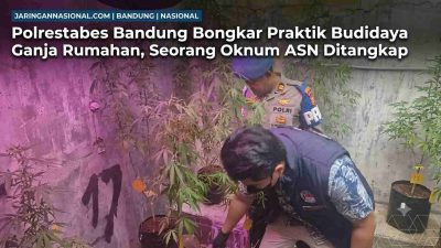 Polrestabes Bandung Bongkar Praktik Budidaya Ganja Rumahan, Seorang Oknum ASN Ditangkap