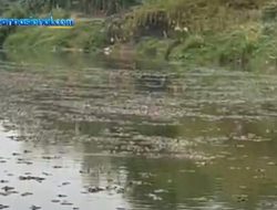 Ikan Sapu-Sapu Mati Massal di Kali Bekasi, DLH Tunggu Hasil Uji Laboratorium